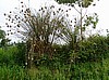 Weaver bird nests (photo: Njei, M.T)